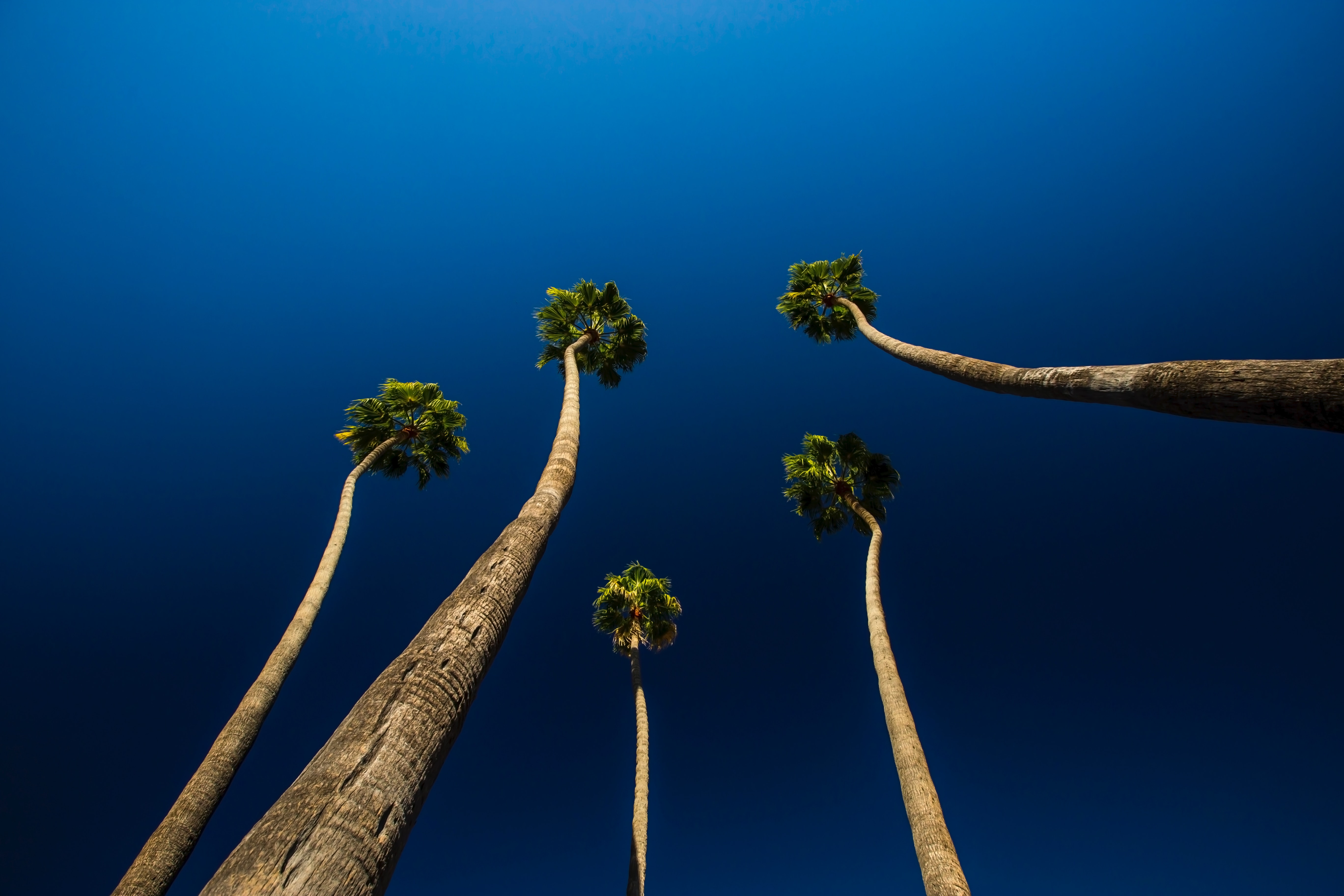 5 palm trees with a blue sky.